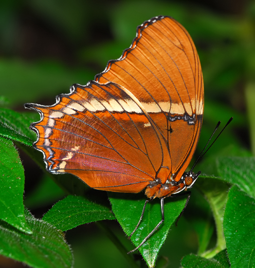 Rusty-tipped Page