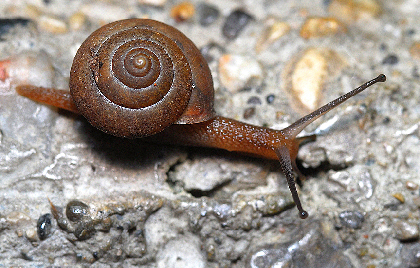 Its Better To Move At A Snails Pace Than Not To Move At All!