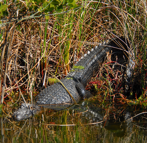 American Alligator