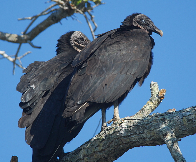Black Vultures