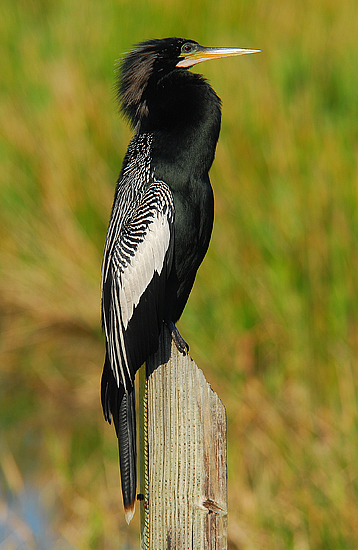 Anhinga Sunning Himself