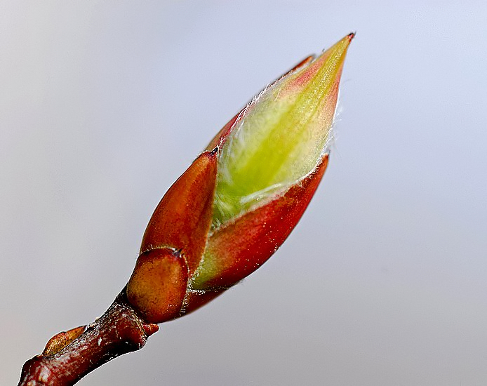 This Buds For You :)