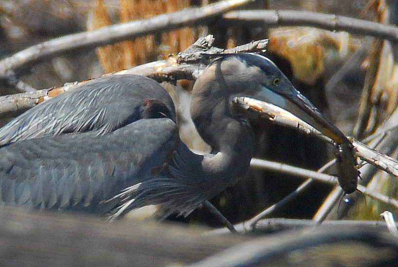 Great Blue Heron Fishing