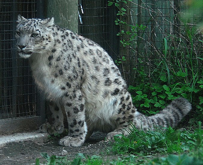 Snow Leopard -- Two Images