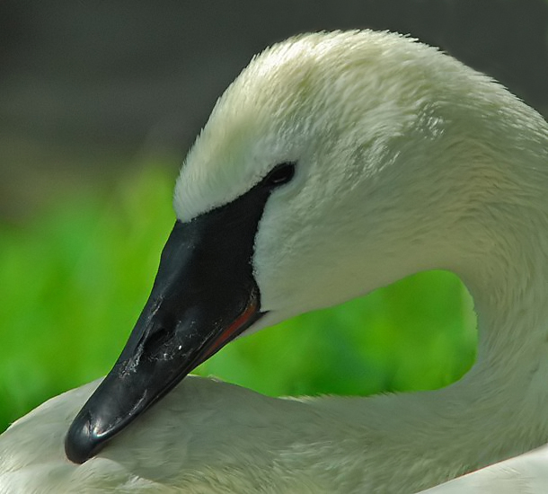 Trumpeter Swan