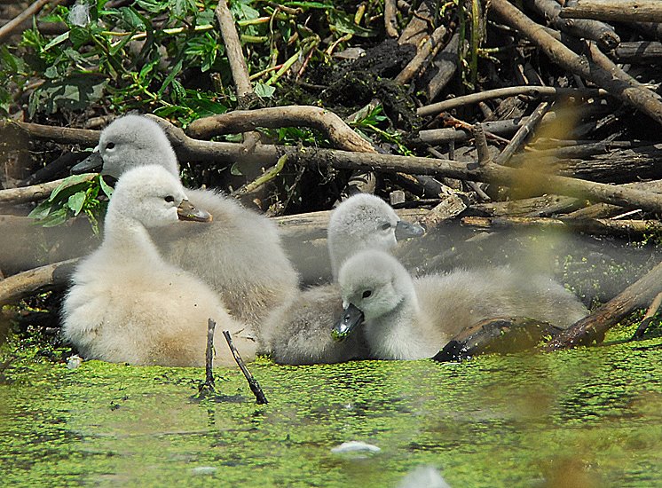 Cygnets At The Swans Nest