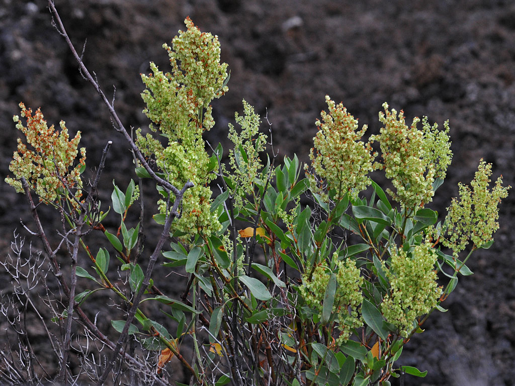 Rumex Skottsbergii