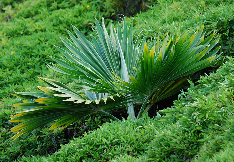 Young loulu palm