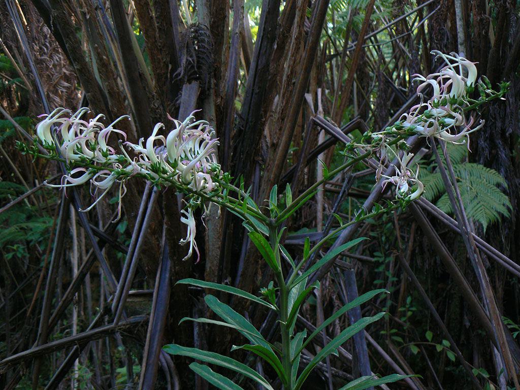 Kolii Flowering