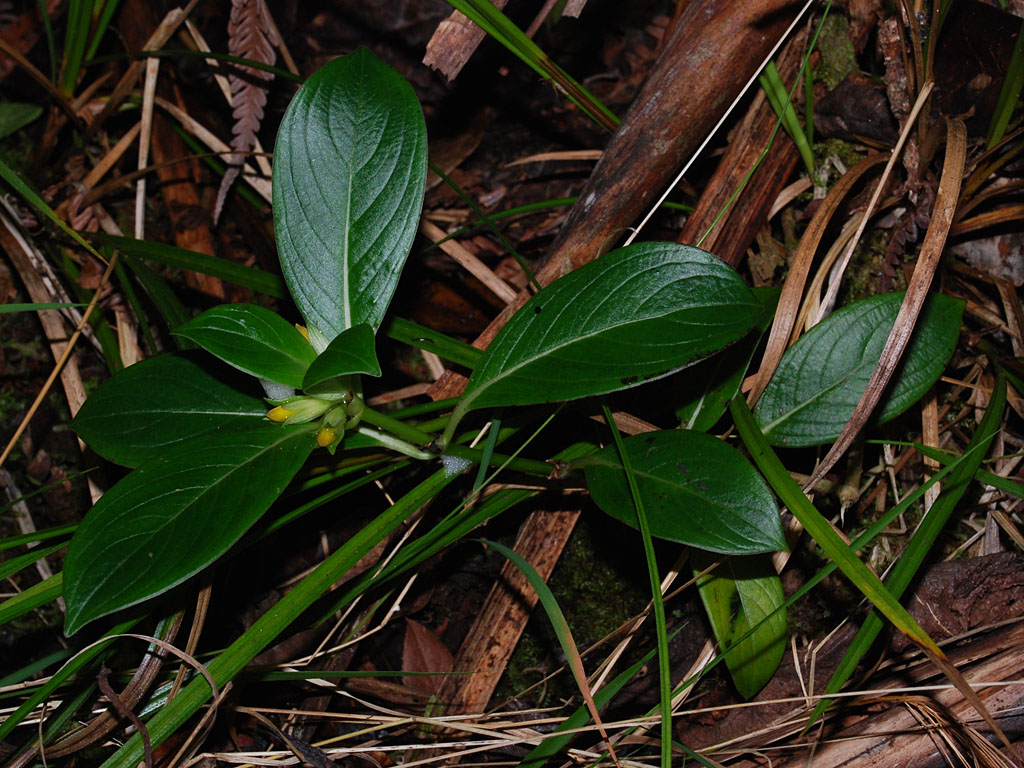 Kamakahala