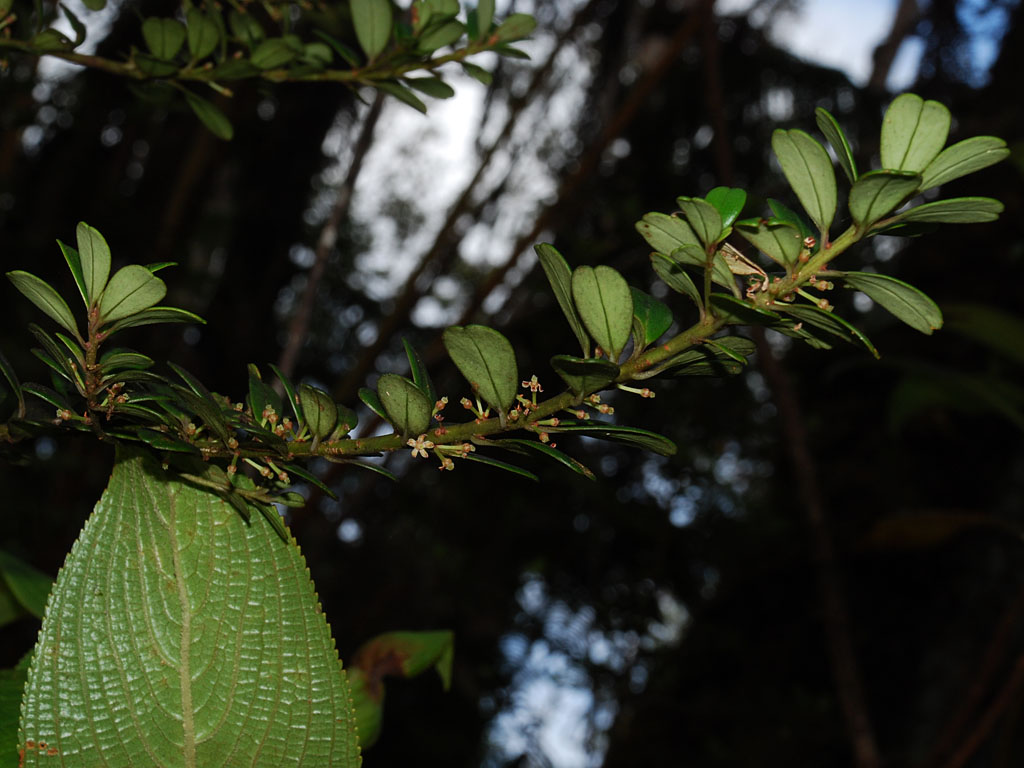 Kolea Lau Lii Flowers