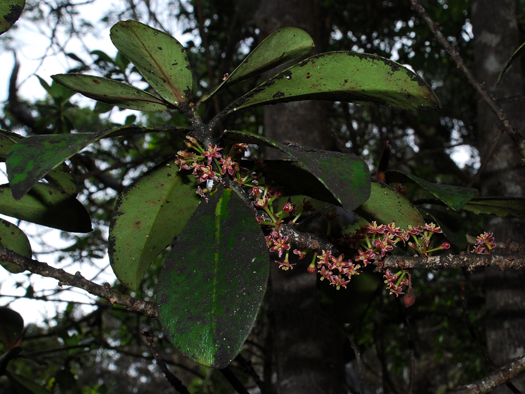 Kolea Flowers