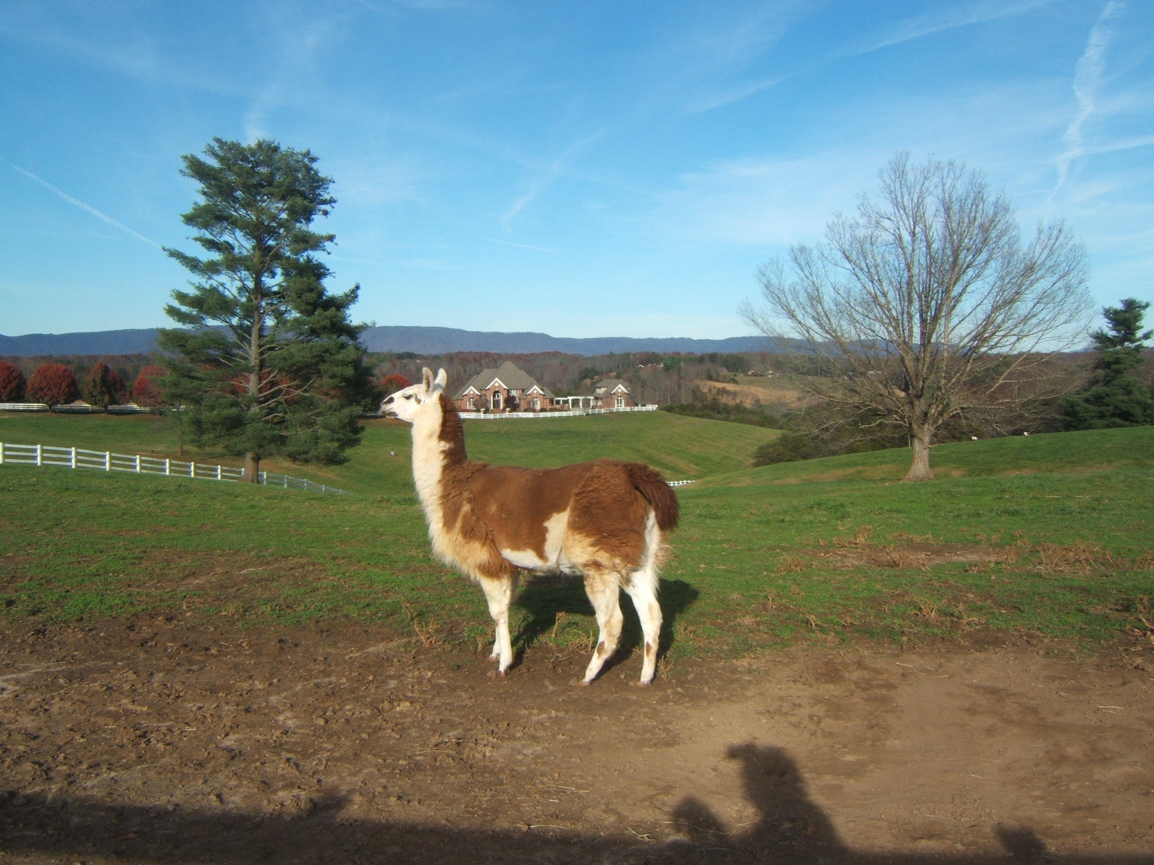                                          LLAMA