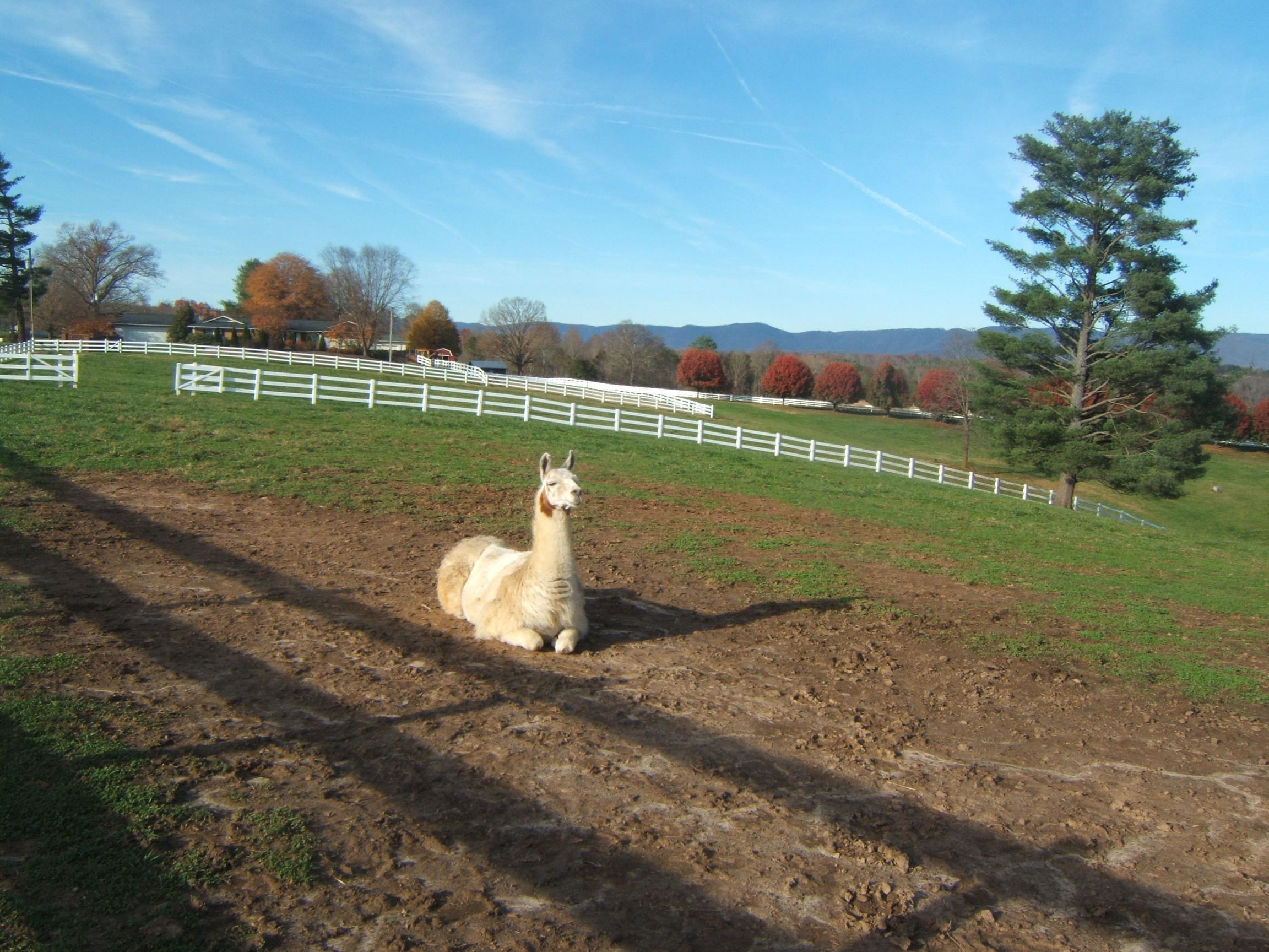   LLAMA IN THOUGHT 
