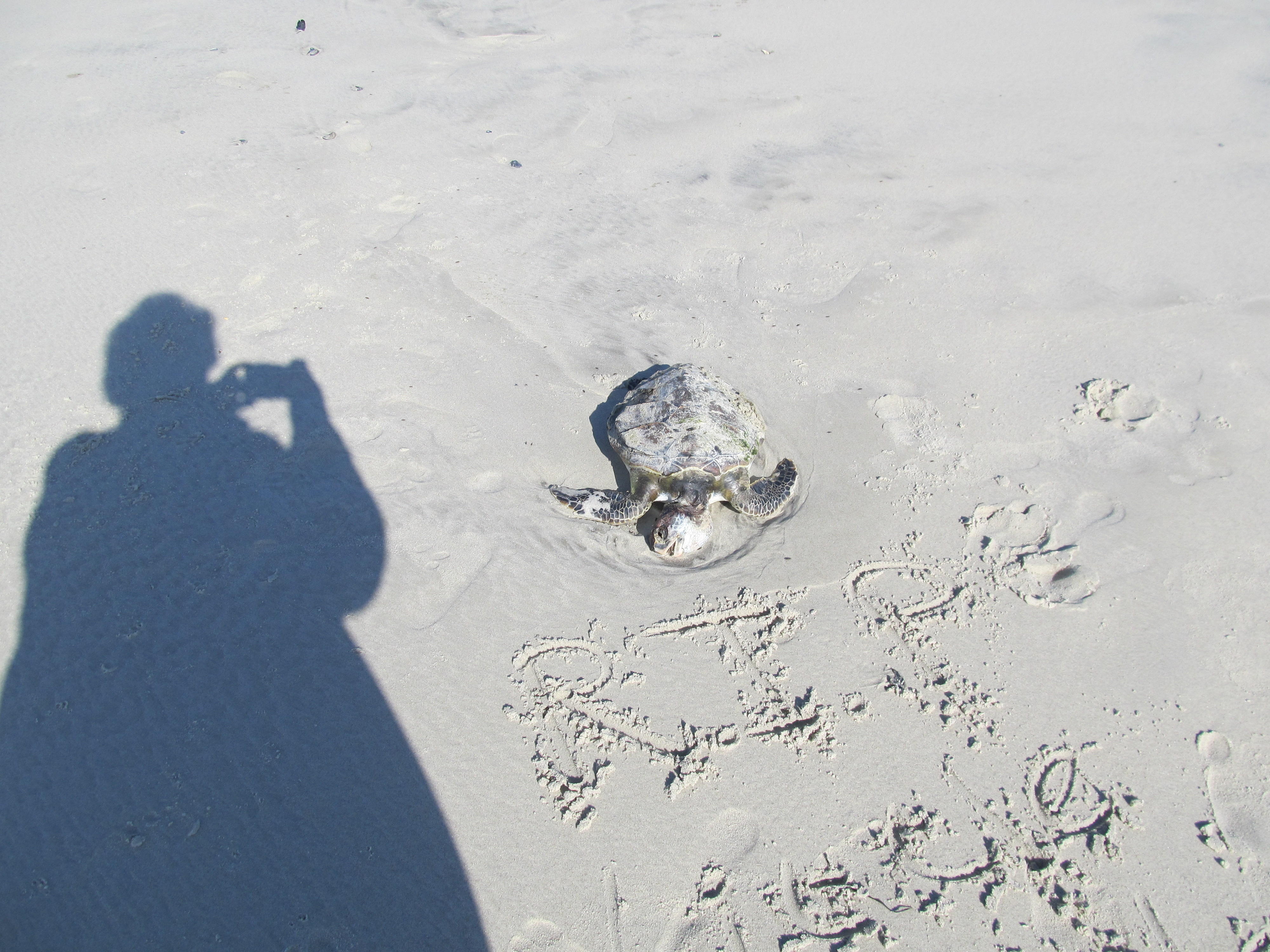   RIP -  SWEET TURTLE
