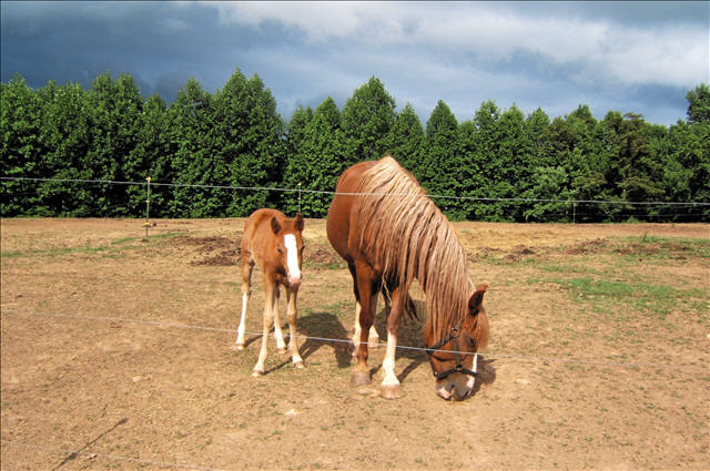 MAMA AND BABY