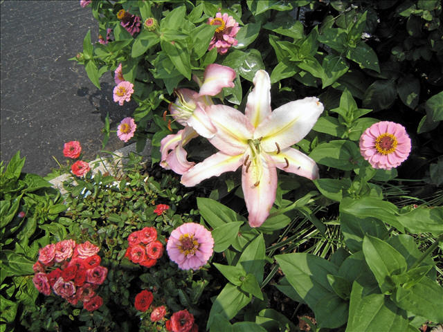 MINNIES SWEET FLOWERS ~ SHE WILL SHARE WITH YOU
