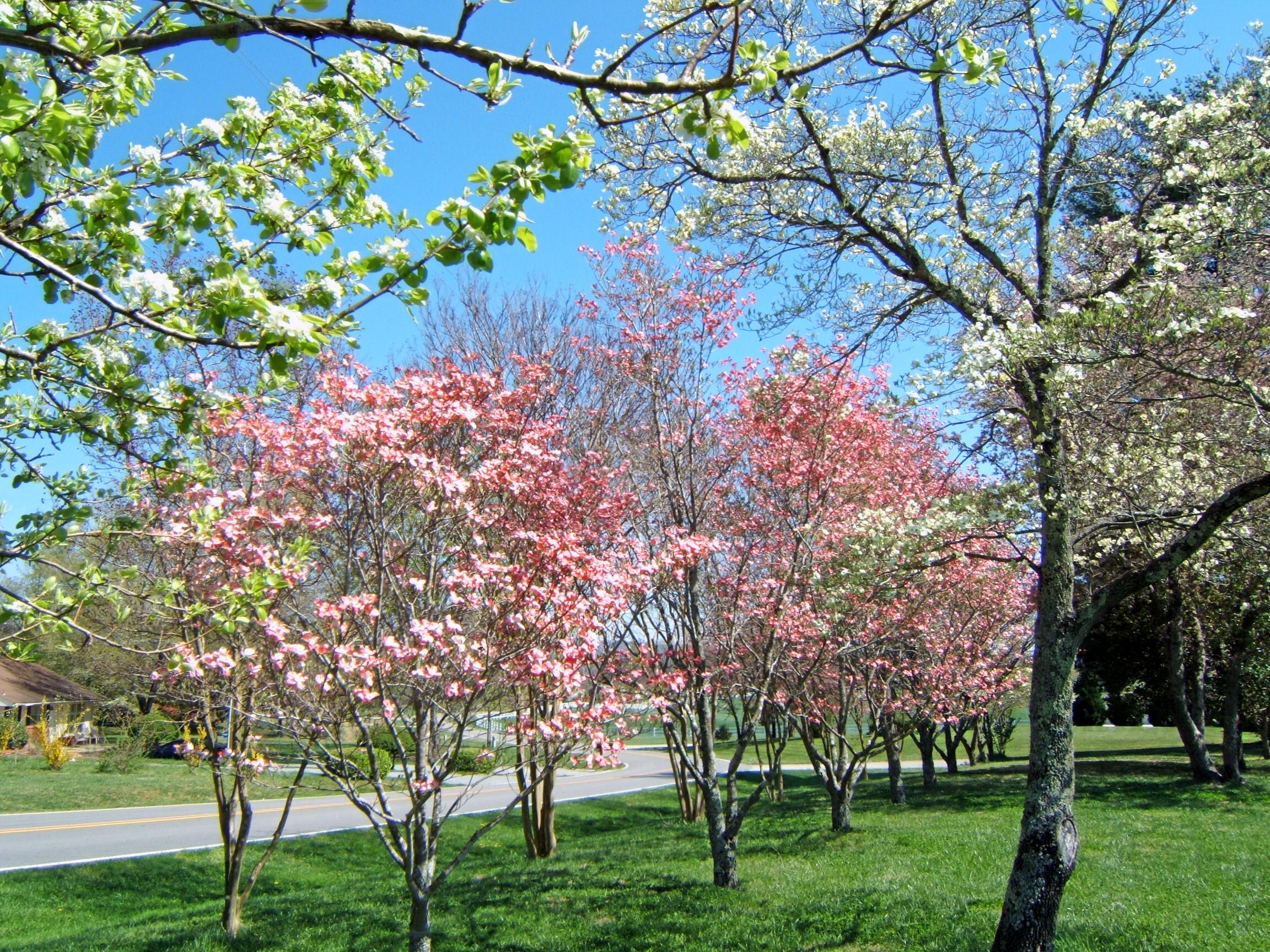 NOW SPRING HAS A HOME
