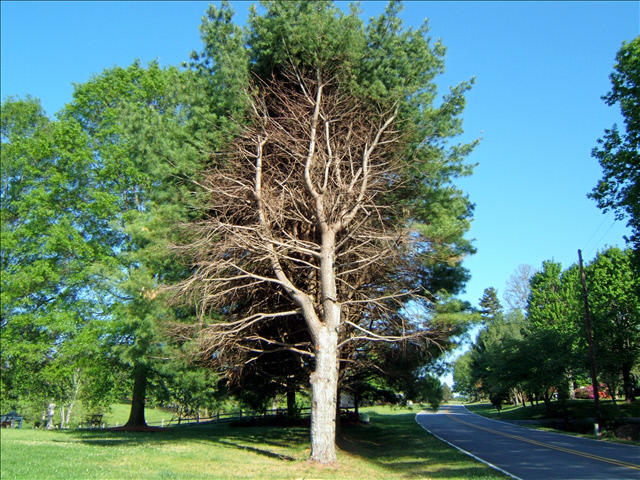 White Pine Tree
