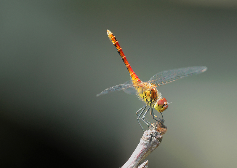 Ruddy darter-Sympetrum sanguineum