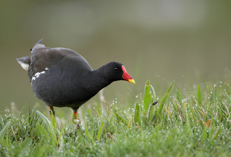 Moorhen-Gallinula chloropus