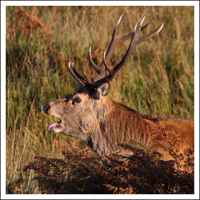 Red Deer Stag