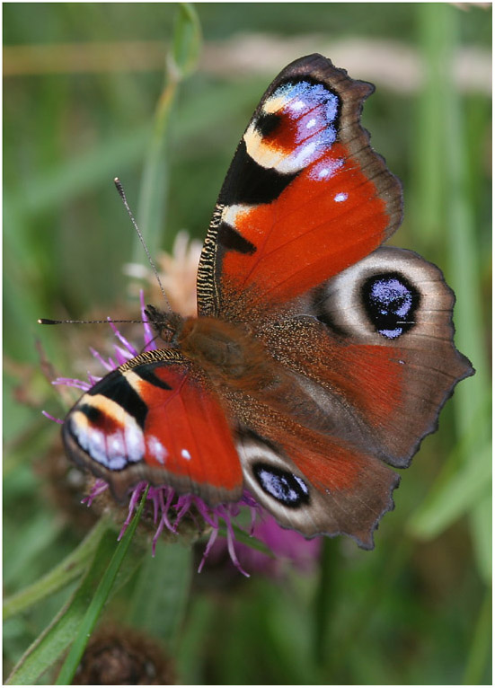 Peacock