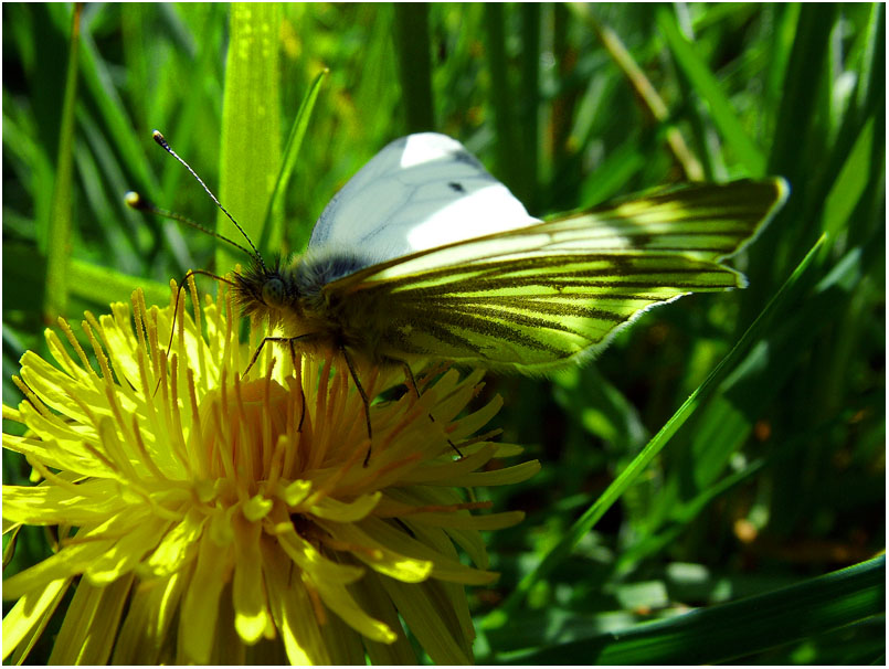 Green Veined White