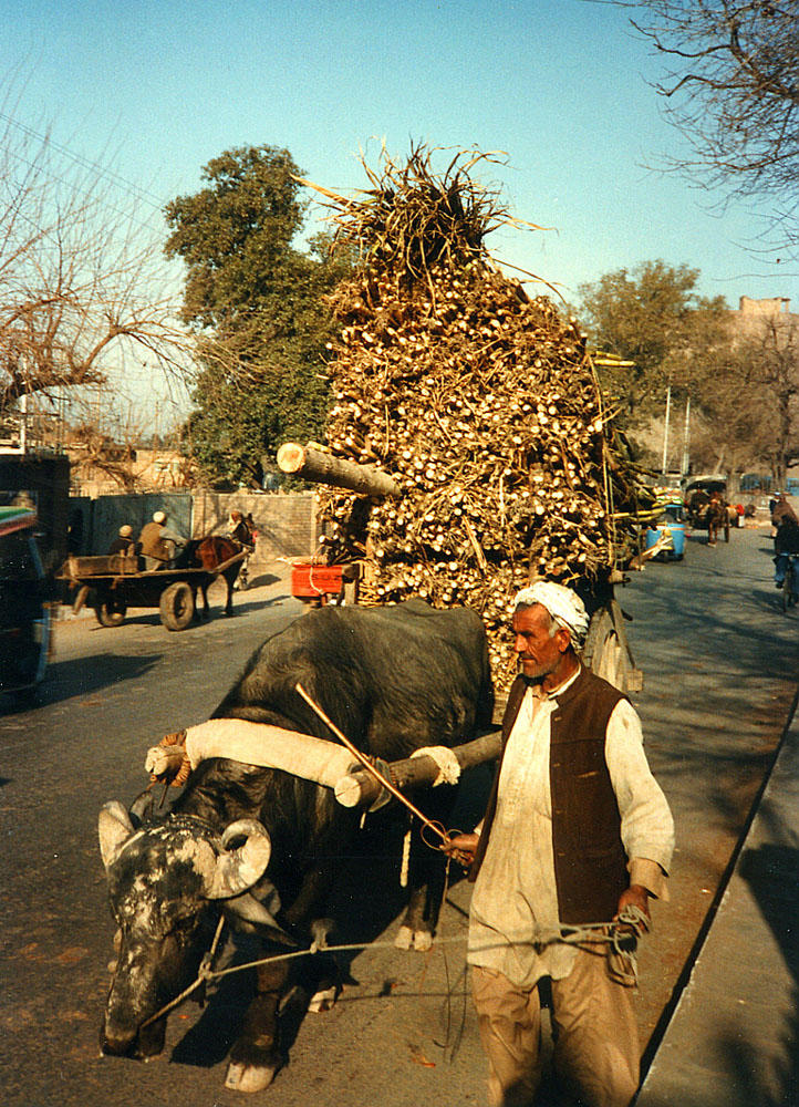 Loaded buffalo cart