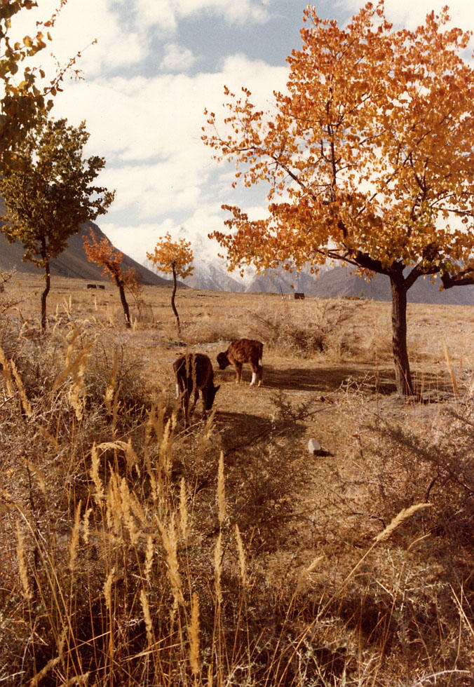 Shepards front yard