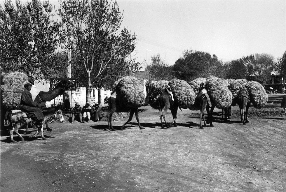 Camel train