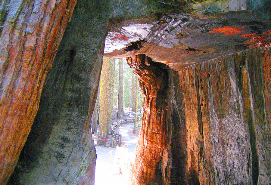 Through a Sequoia Tree Tunnel