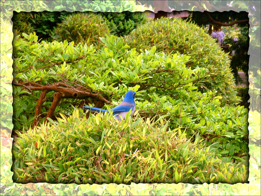 Blue Jay