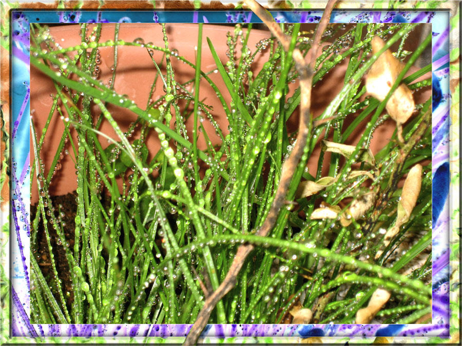 Morning Dew