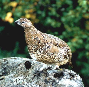 Ptarmigan, Iceland