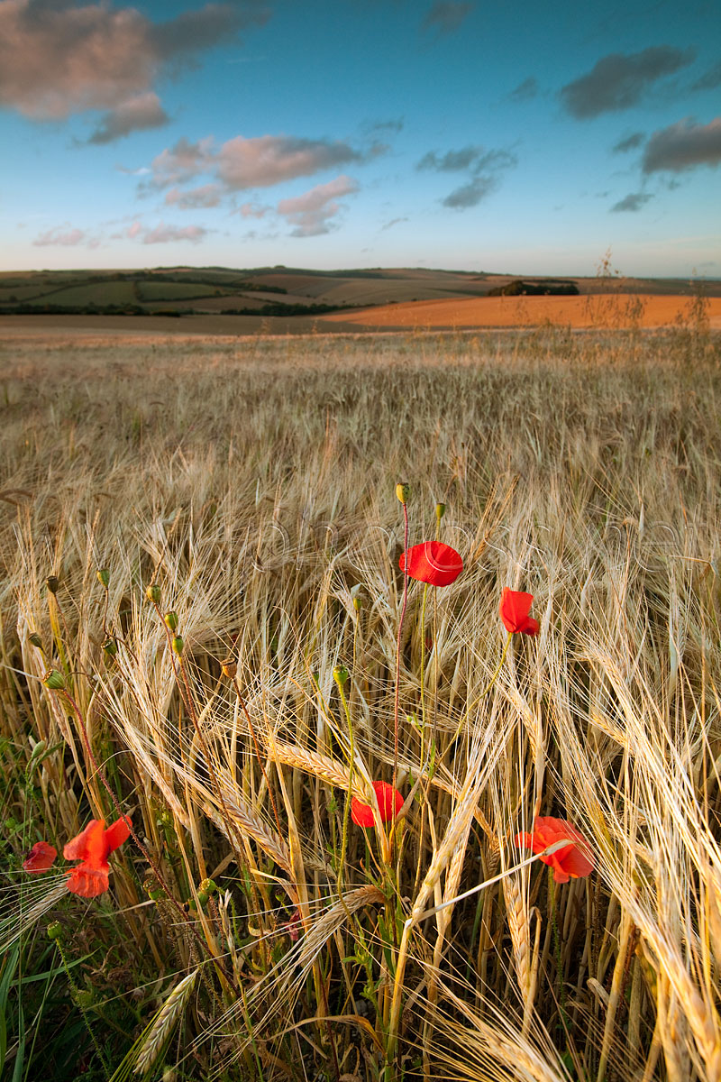 Catcher in the Rye