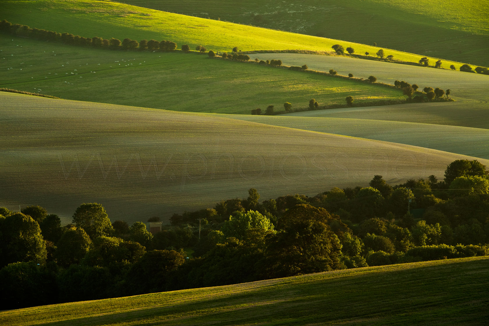 Evening Rays