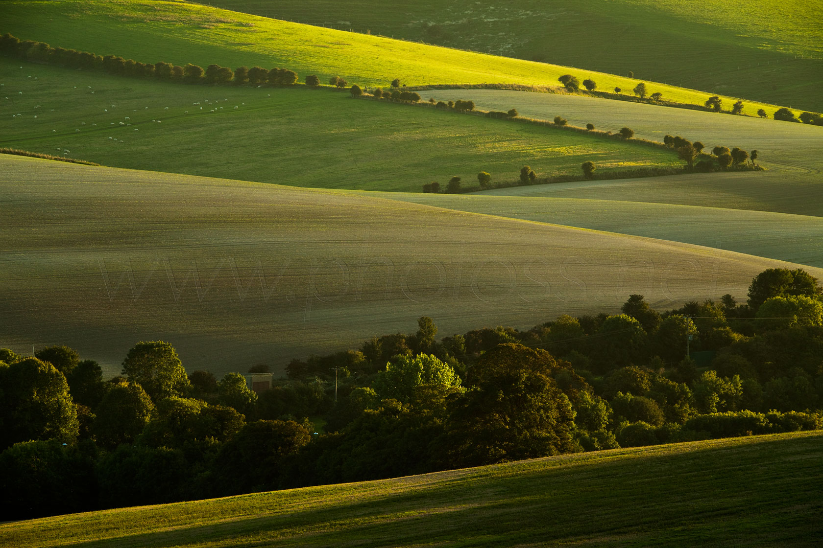 Evening Rays