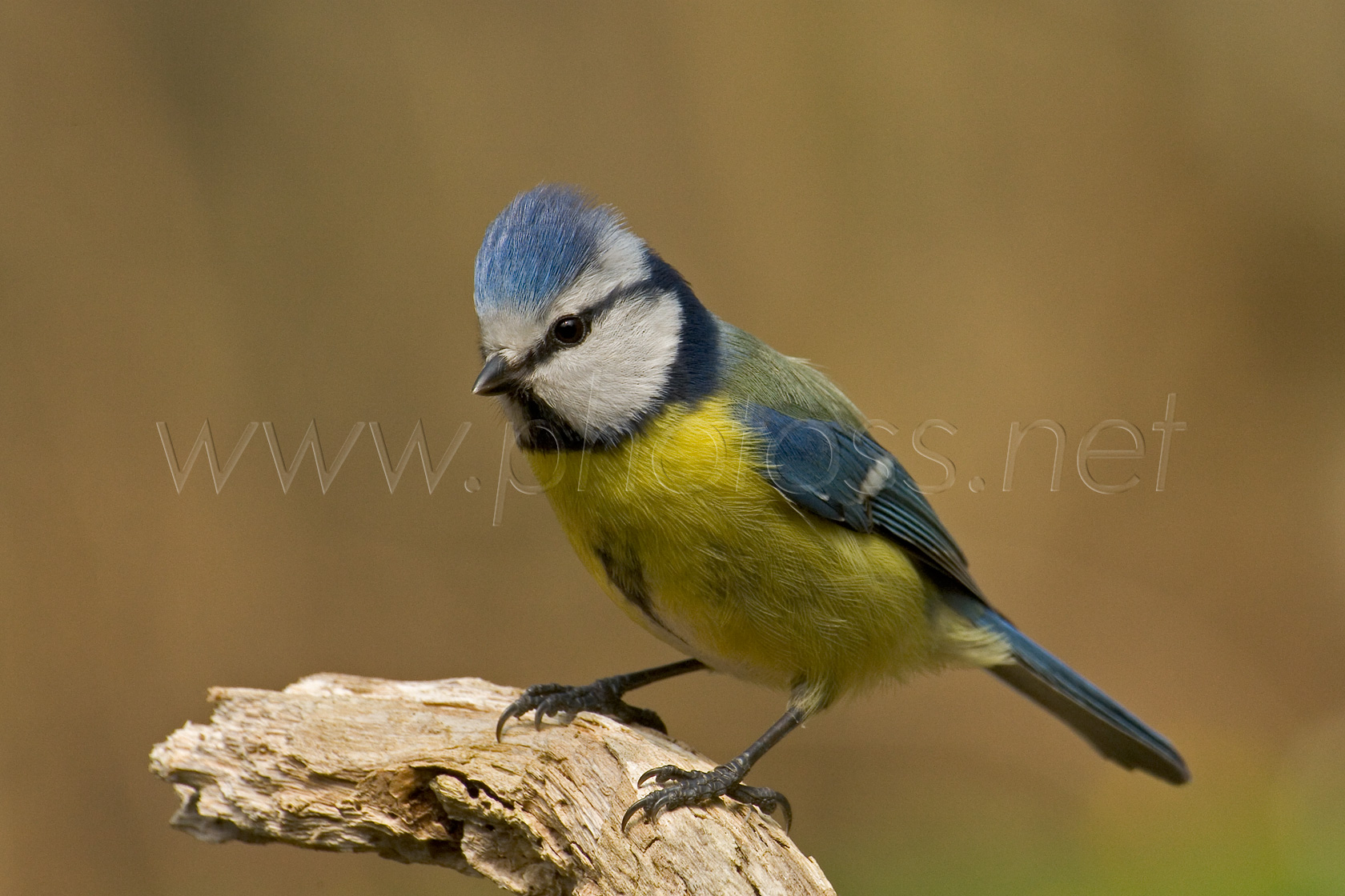 Blue Tit I