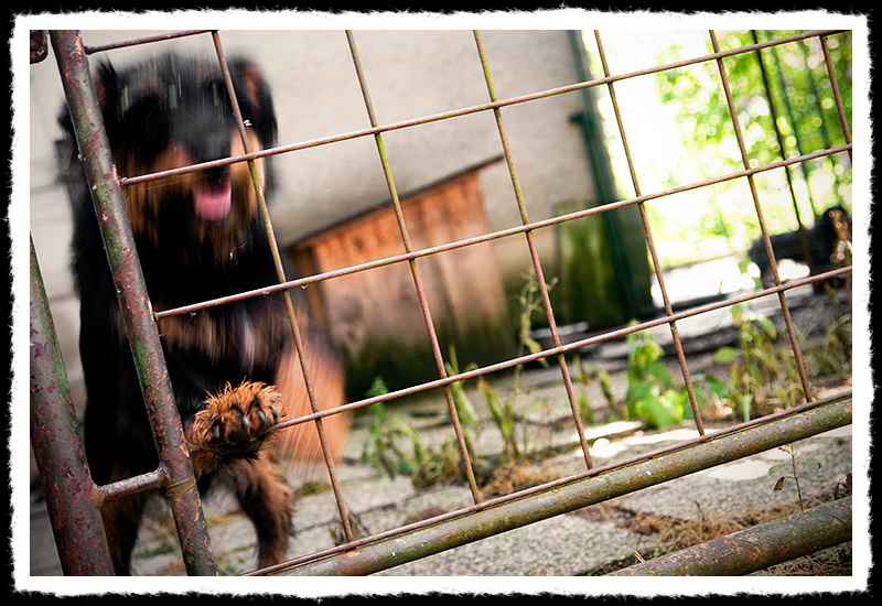 caged<br>by mschf
