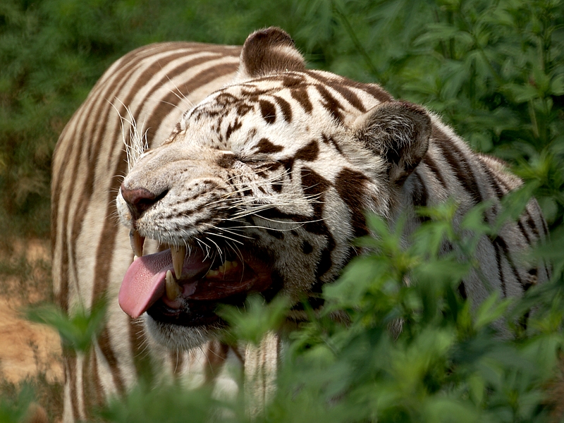 Ahhhh - Choo! * <br> by pengu1n