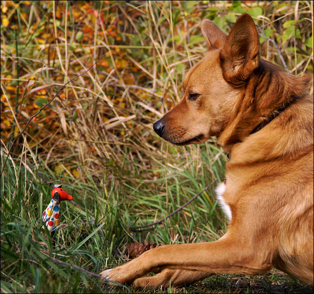 Spot & Loki<br>by mlynn