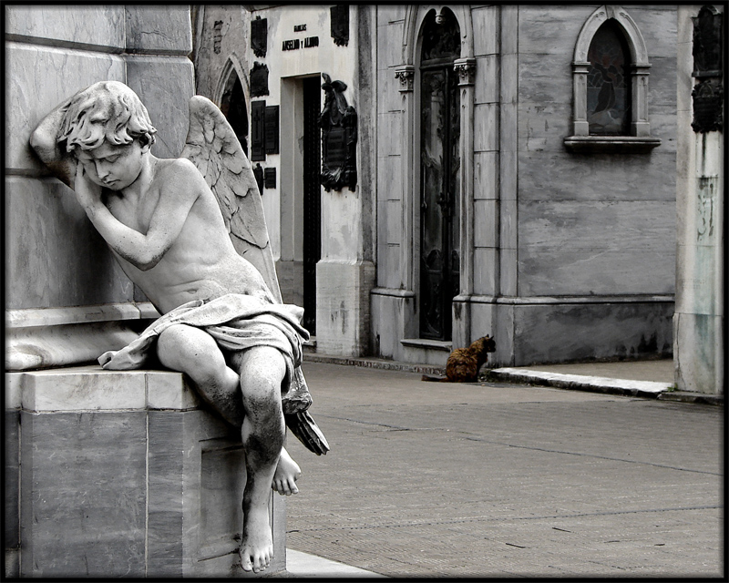 7th place - A cat in the cemetery by Alopa