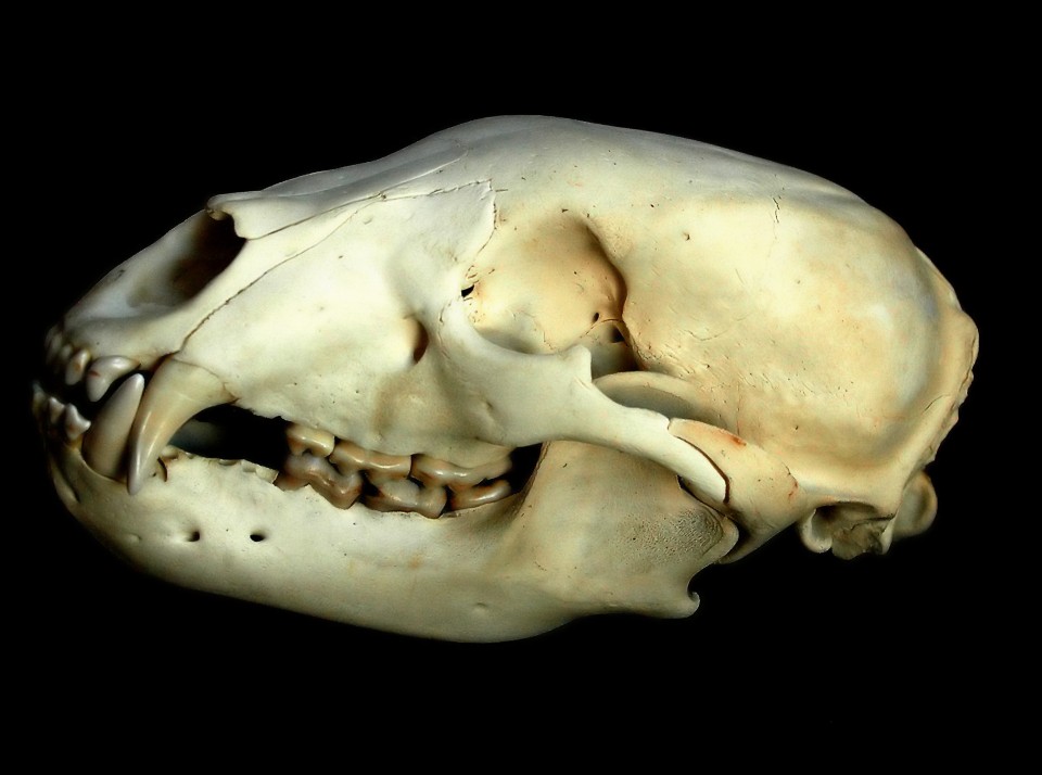 Bear Skull