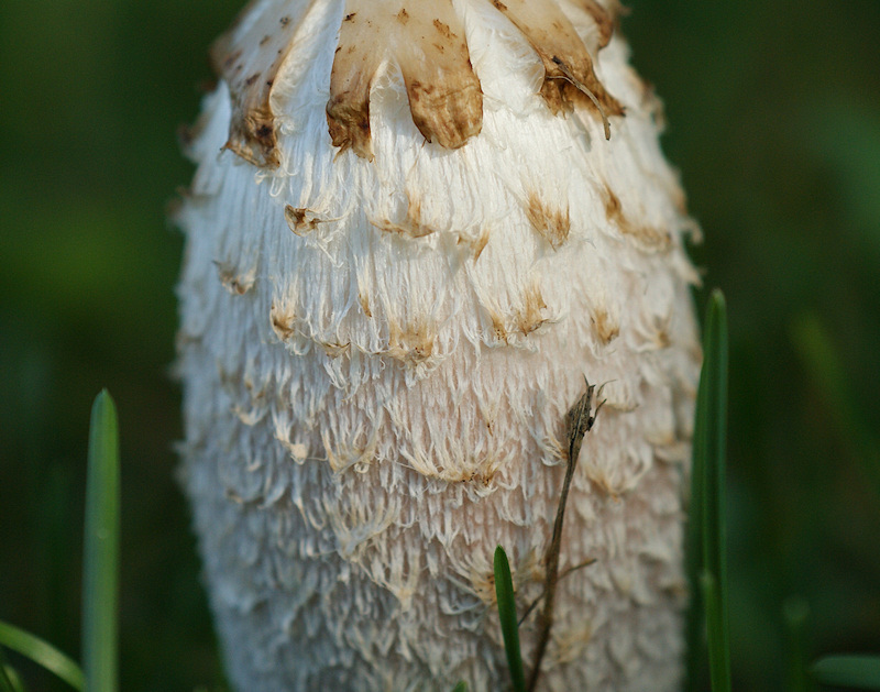 Shroom