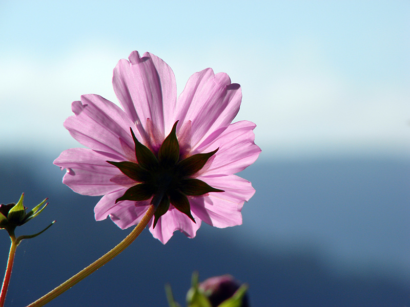 Cosmos