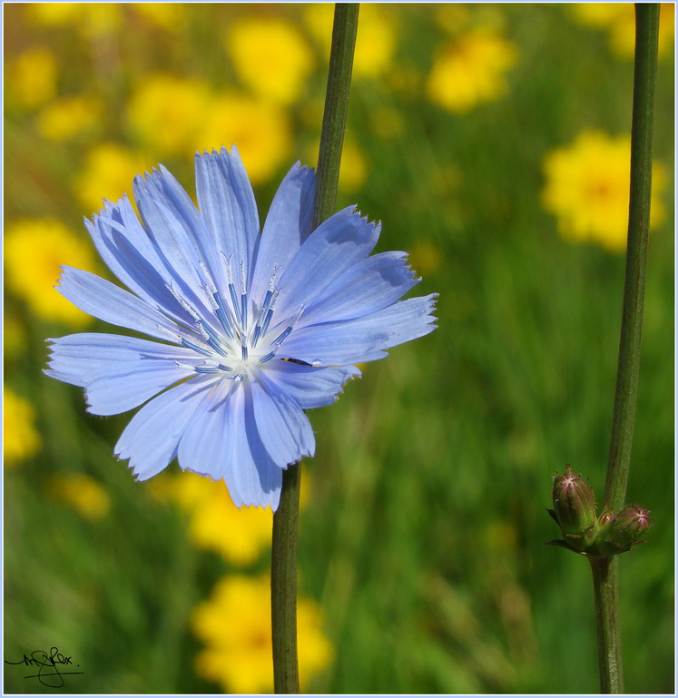 Touch Of Blue <br>By Jill Rex