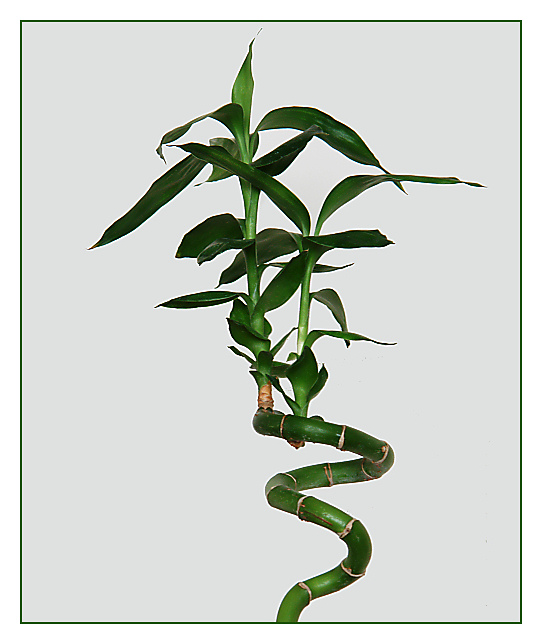 Bamboo<br><b><i>6th Place</i></b> <br> by Bev Brink