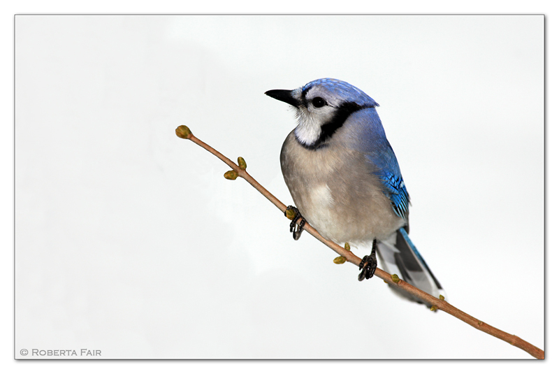 Winter Bluejay