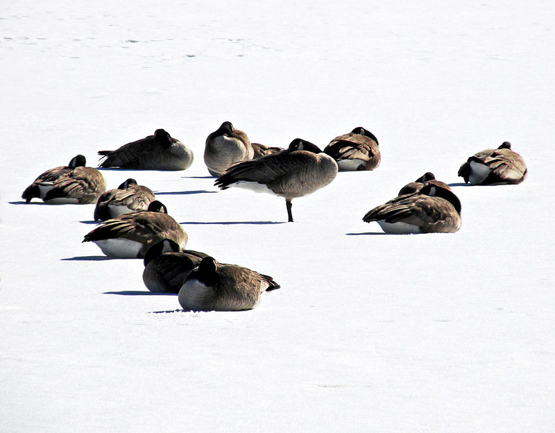 Thirteen Geese A Sleeping by JolieO